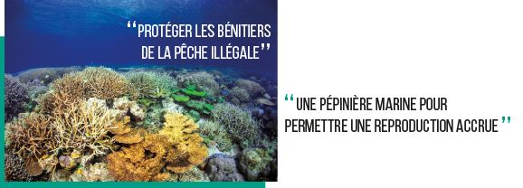 Protéger les bénitiers de la pêche illégale et permettre une reproduction accrue